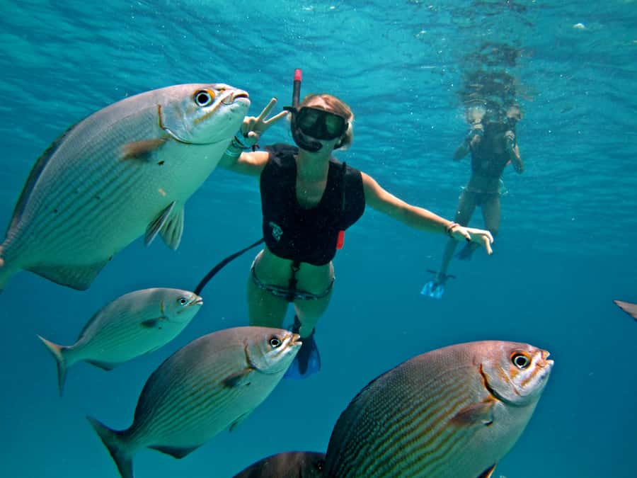 Cozumel: Official Chankanaab Park and Snorkeling with Lunch - Sea lion shows and other park attractions