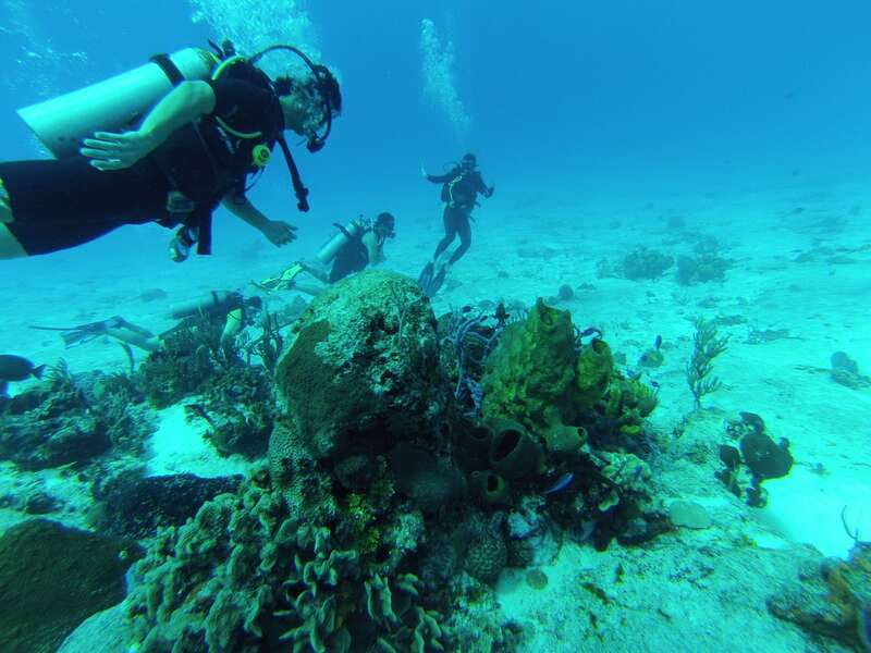 Cozumel: One Tank Scuba Dive and Full Chankanaab Park Access - Practical booking advice