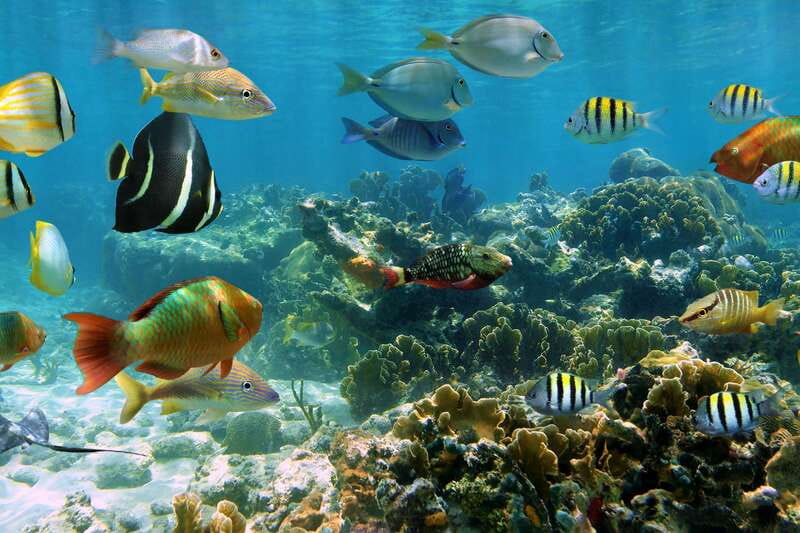 Cozumel: One Tank Scuba Dive and Full Chankanaab Park Access - What happens after you surface