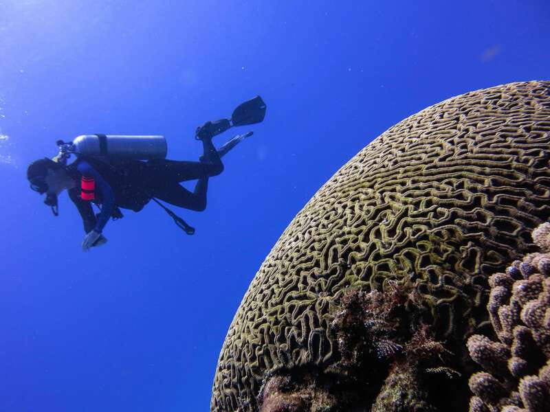 Cozumel: One Tank Scuba Dive and Full Chankanaab Park Access - Is the $63 price good value?