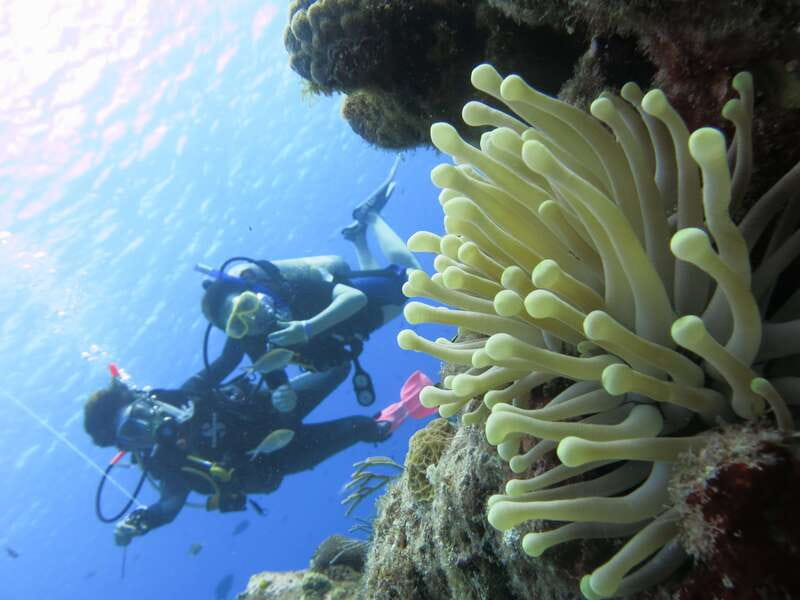 Cozumel: One Tank Scuba Dive and Full Chankanaab Park Access - Timing and cruise-day planning