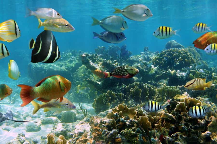 Cozumel: Palancar, Columbia and Cielo Reefs Snorkeling Tour - The boat ride to Palancar and Columbia