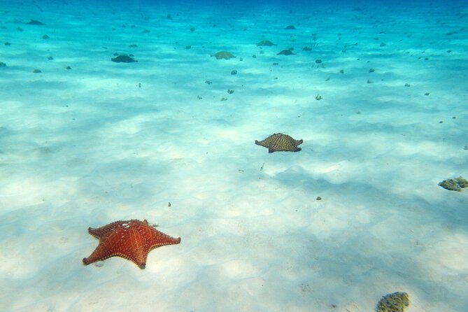 Cozumel Private 4-hour Boat Tour to El Cielo with Snorkeling - Why a private boat changes the Cozumel day