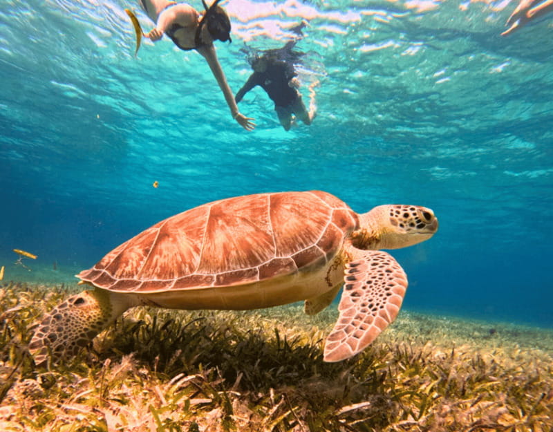 Cozumel: Private Snorkel Tour El Cielo + 3 Reefs Food Drinks - Ceviche and cold drinks make the boat ride better