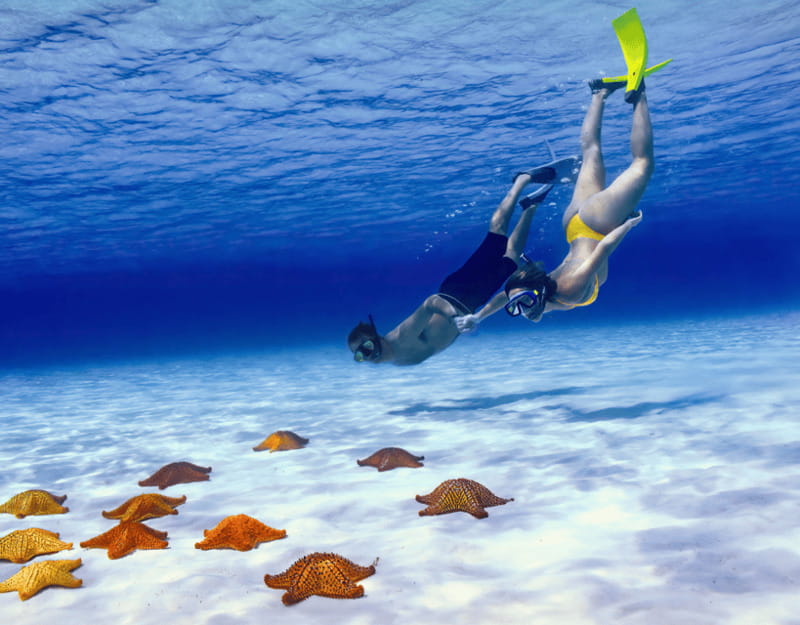 Cozumel: Private Snorkel Tour El Cielo + 3 Reefs Food Drinks - Palancar Reef brings the classic reef scene