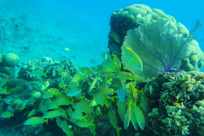 Cozumel Reef Snorkeling Tour - The $139 price: fair for a full outing, high for a short one