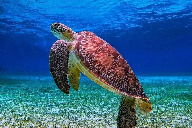 Cozumel's Reefs in El Cielo, Palancar and Columbia Guided Tour - El Cielito keeps the final hour relaxed