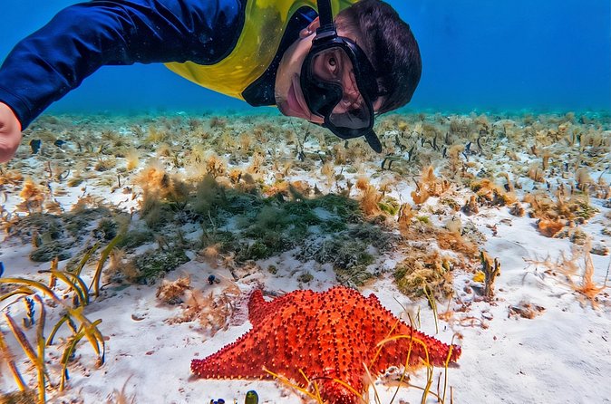 Cozumel's Reefs in El Cielo, Palancar and Columbia Guided Tour - Food and drinks add real value to the $28.50 price