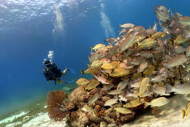 Cozumel Scuba Dive at Chankanaab - What the Chankanaab experience is really like