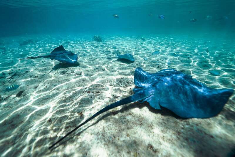 Cozumel: Snorkel and Swim with Stingrays - Meeting stingrays near Cozumel’s cruise piers