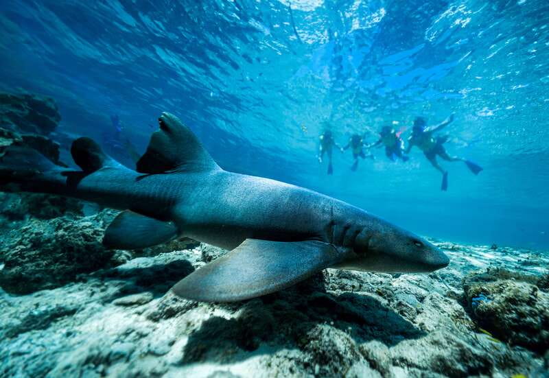 Cozumel: Snorkel and Swim with Stingrays - Weather, cancellations, and timing