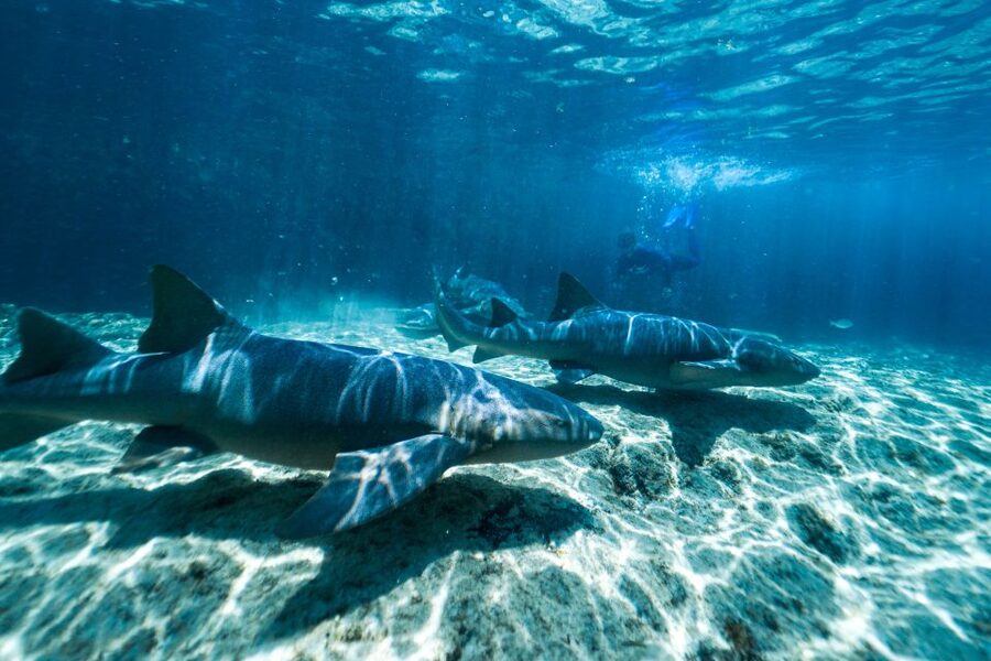 Cozumel: Snorkel and Swim with Stingrays - Thirty minutes of beach club time