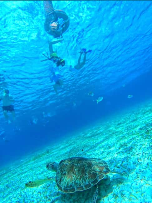 Cozumel: snorkeling on reefs + visit to "El Cielo" - Columbia Reef: a second look at Cozumel’s sea life