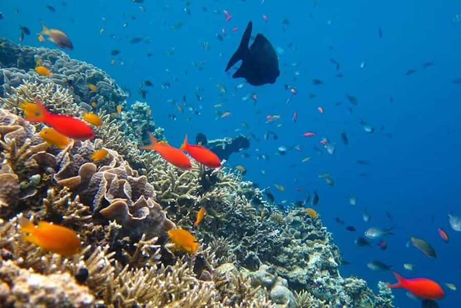 Cozumel: snorkeling on reefs + visit to "El Cielo" - What the boat day feels like