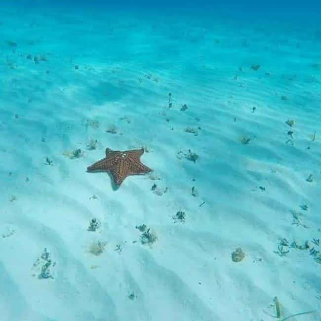 Cozumel: snorkeling on reefs + visit to "El Cielo" - The timing problem and why it matters