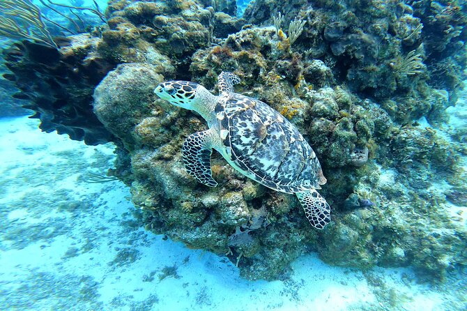Cozumel Snorkeling Reef Experience with Ceviche and Beers - Playa El Cielo and the famous starfish shallows