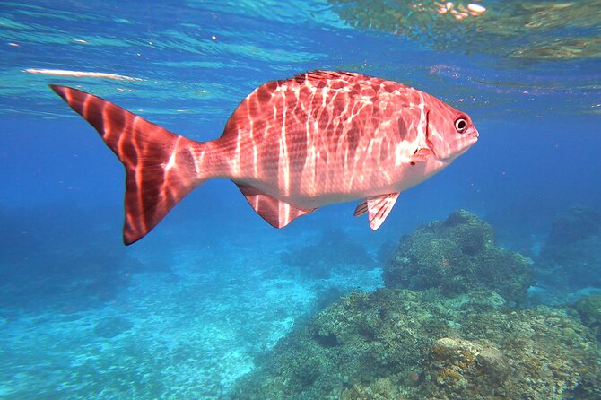 Cozumel Snorkeling Reef Experience with Ceviche and Beers - The guide and captain shape the experience