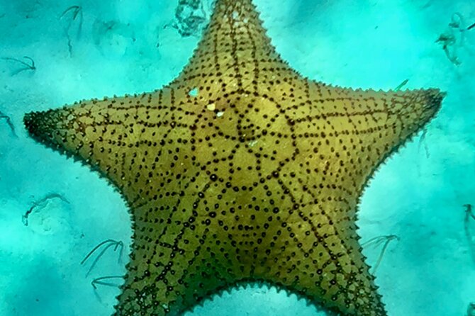 Cozumel Snorkeling Reef Experience with Ceviche and Beers - Palancar Reef and the rhythm of snorkeling
