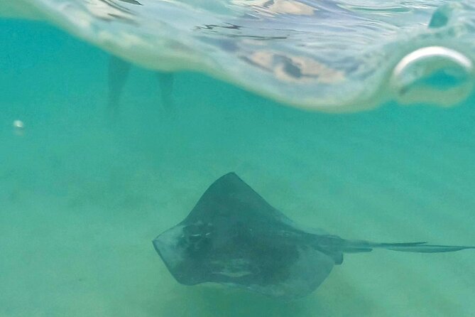 Cozumel: Snorkeling to El Cielo & Cielito with drinks & Snack - Palancar Reef starts the water time