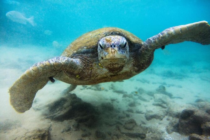 Cozumel Snorkeling Tour at Palancar & Colombia Reefs and El Cielo - At a glance