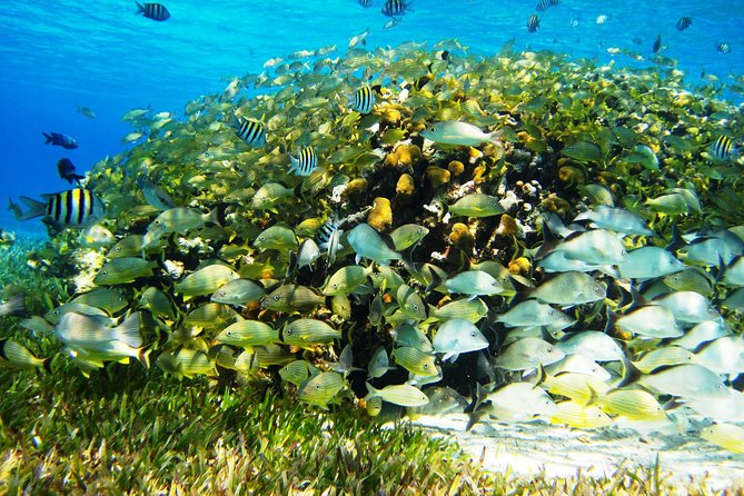 Cozumel Snorkeling Tour at Palancar & Colombia Reefs and El Cielo - Who will enjoy this trip most