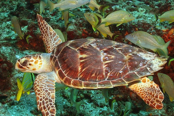 Cozumel Snorkeling Tour at Palancar & Colombia Reefs and El Cielo - What to bring and how to protect the reef