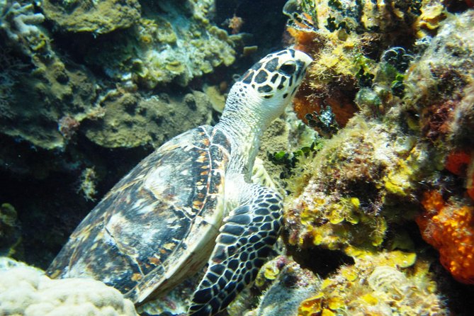 Cozumel Snorkeling Tour at Palancar & Colombia Reefs and El Cielo - The best way to judge the crew