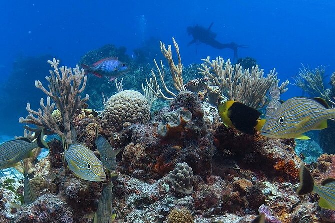 Cozumel Snorkeling Tour: Palancar, Columbia and El Cielo Reefs - The other reef areas named for the route
