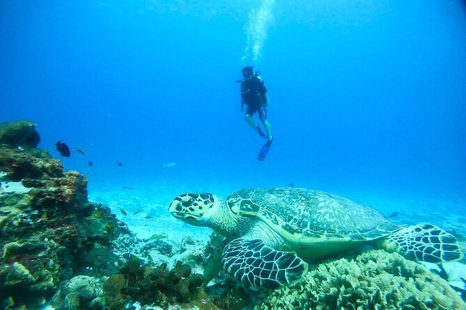 Cozumel Snorkeling Tour: Palancar, Columbia and El Cielo Reefs - Who will get the most from this four-hour trip