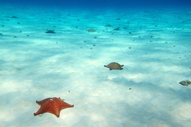 Cozumel Snorkeling Tour to Palancar Reef and El Cielo - Practical advice for getting the best outing