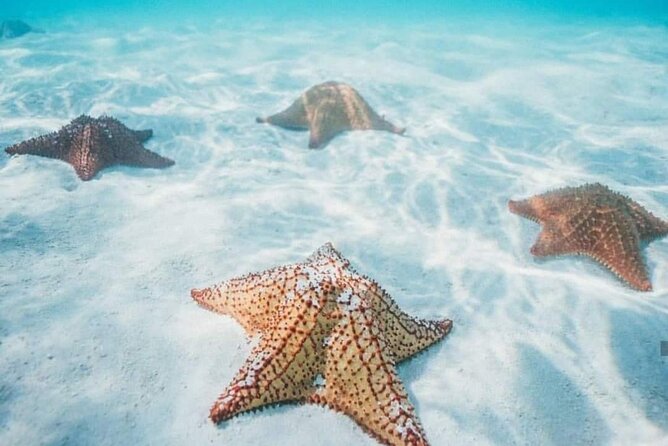 Cozumel Snorkeling Tour to Palancar Reef and El Cielo - Playa El Cielo: shallow water and sea stars