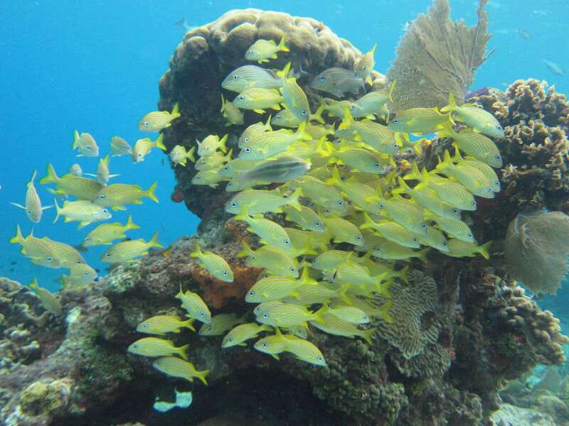 Cozumel: VIP Glass Bottom Boat & Snorkeling 3 Reefs Tour - What the crew does well in the water