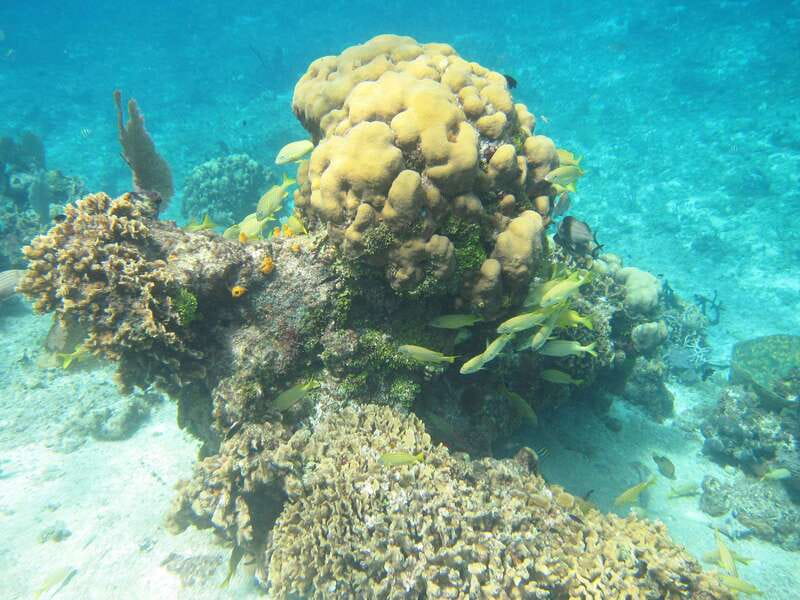 Cozumel: VIP Glass Bottom Boat & Snorkeling 3 Reefs Tour - Who should book this three-reef trip