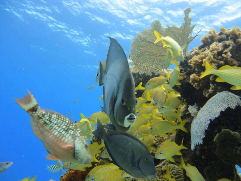 Cozumel: VIP Glass Bottom Boat & Snorkeling 3 Reefs Tour - Small details that make the outing easier