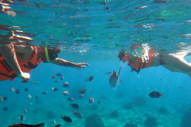 Crystal Boat Tour with Snorkeling and Drinks in Cozumel - Coral, shipwrecks, and Cozumel’s sea life