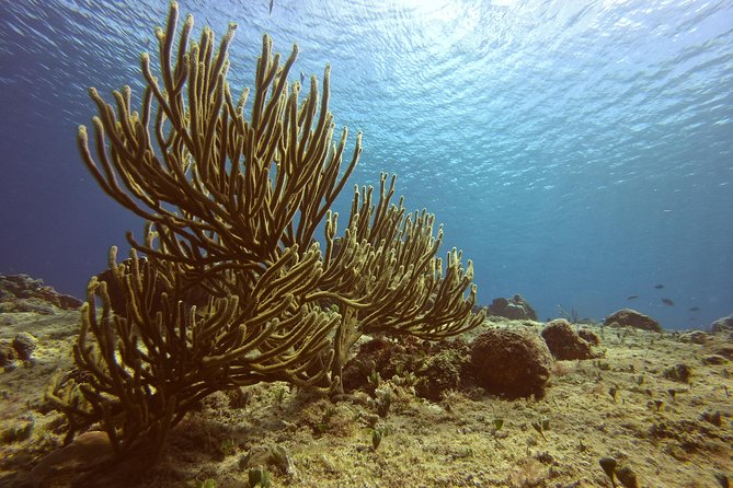 Discover Scuba Diving - Starting at the shop near the cruise port