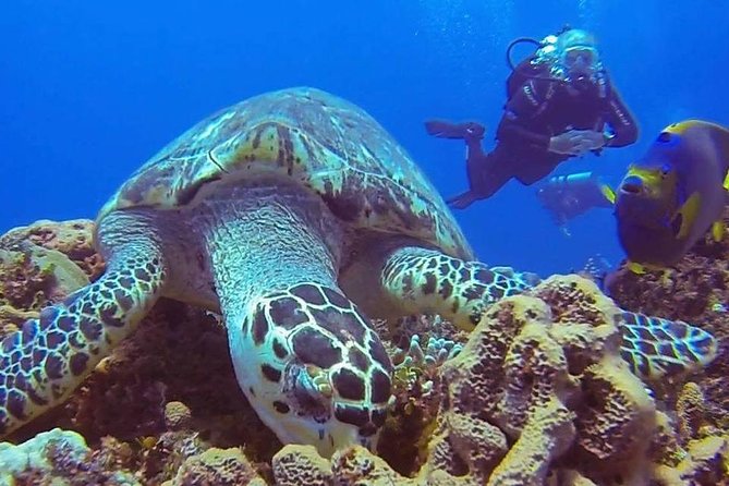 Discover Scuba Diving - Exploring the reef with an instructor beside you