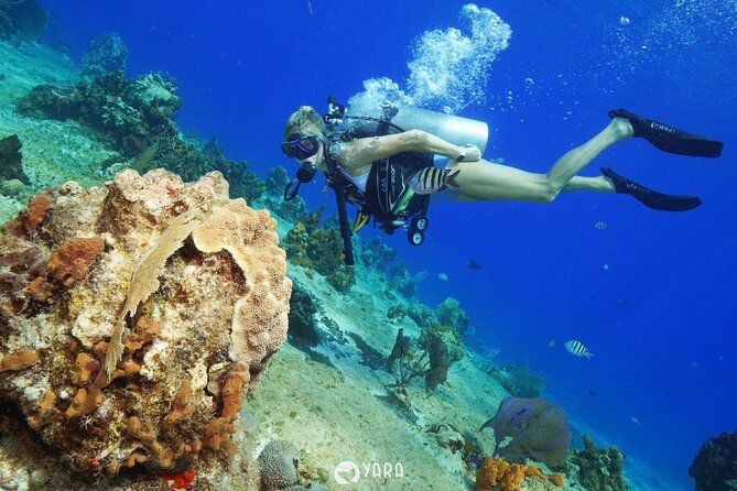 Discover Scuba Diving - Snorkeling after the scuba session