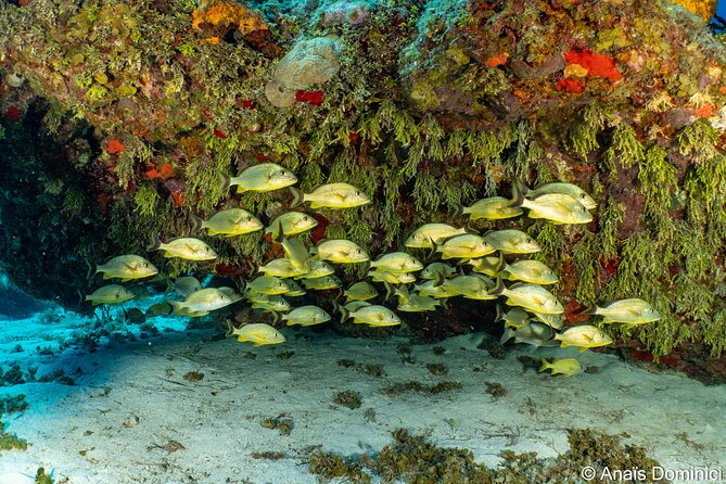 Discover Scuba Diving at Cozumel Marine Park - What the $160 price really covers