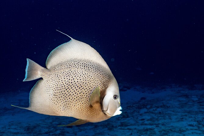 Discover Scuba Diving at Cozumel Marine Park - What you may see below the surface