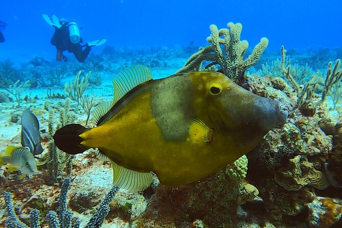 Discover Scuba Diving in Cozumel - A 40 to 50 minute look at coral and fish