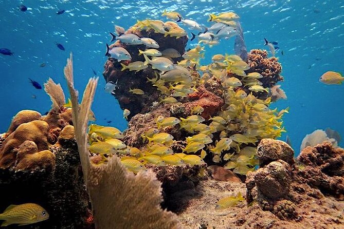 Discover Scuba Diving in Cozumel Paradise Reef - Why Paradise Reef works for first-time scuba