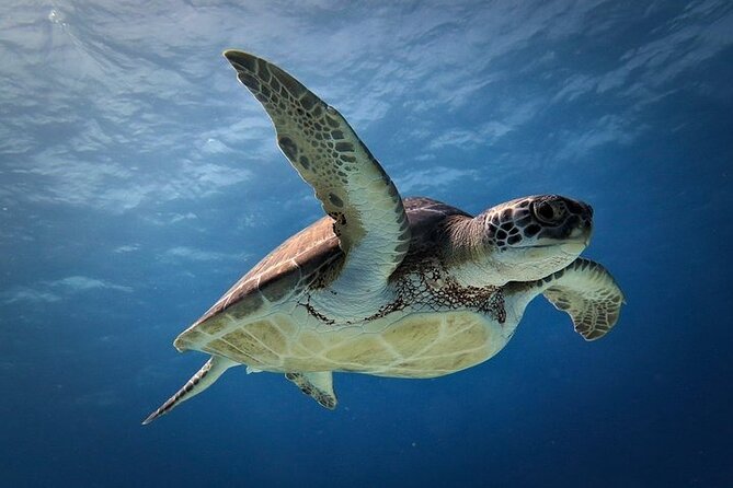 Discover Scuba Diving in Cozumel Paradise Reef - Equipment, comfort, and physical demands