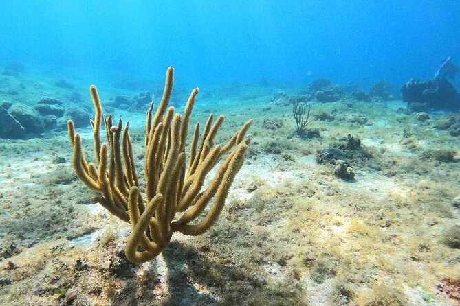 El Cielo and Snorkeling for Cruise Ship Passengers - Who will enjoy this Cozumel snorkeling trip?