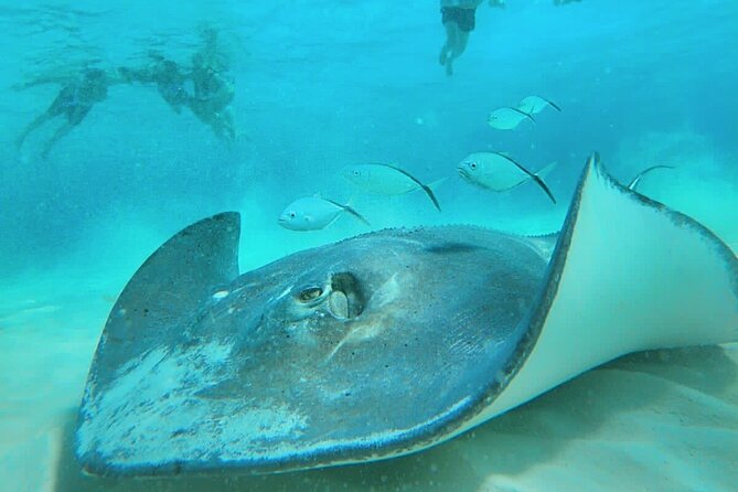 El Cielo Cozumel Snorkel Private Boat + Food + Drinks + Beach - Guides, equipment, and family comfort