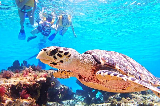 El Cielo Cozumel Snorkeling Tour - All-Inclusive - Who should book this Cozumel outing?