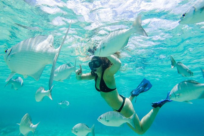 El Cielo Snorkel by Private Boat - Paradise Reef: more fish, coral, and open-water time
