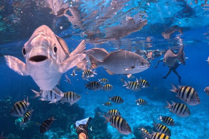 El Cielo Snorkeling Adventure in Cozumel - Who will enjoy this Cozumel excursion most