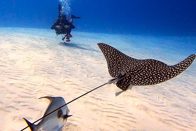 Enjoy two dives without previous experience with a boat trip - What happens at 9:30 am
