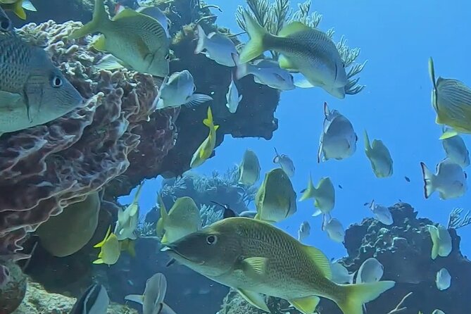 Enjoy two dives without previous experience with a boat trip - The second reef and changing sea conditions
